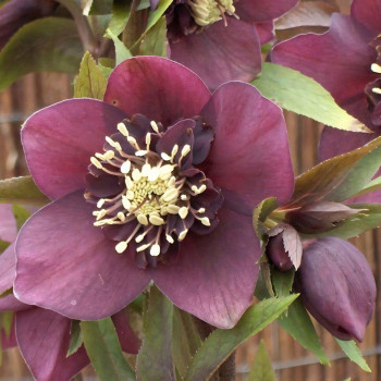 Морозник Притти Эллен Рэд .