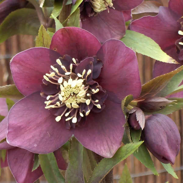 Саженец Морозник Притти Эллен Рэд .