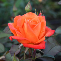 Саженцы Роза чайно-гибридная Апачи