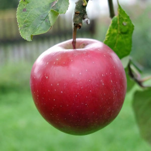 Саженцы Яблоня Диво