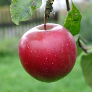 Саженцы Яблоня Диво