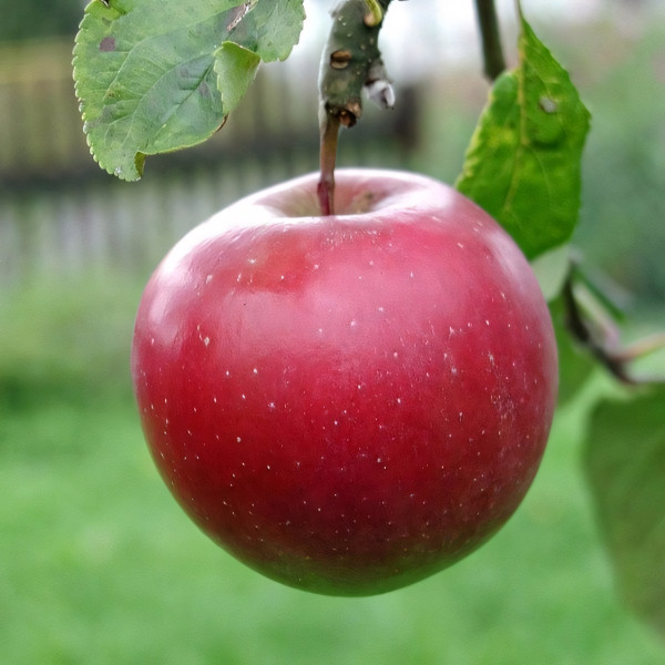 Саженцы Яблоня Диво