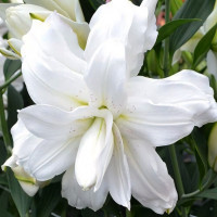 Луковицы  Лилия восточная Lotus Beauty (Лотос Бьюти) (3шт.)