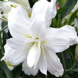  Лилия восточная Lotus Beauty (Лотос Бьюти)