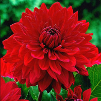 Саженцы Георгина низкорослая Garden Wonder (Гарден Уандер)