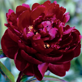 Саженцы Пион Peter Brand (Петер Бранд)