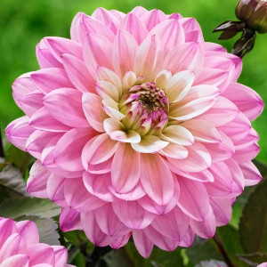 Саженцы Георгина гэллери La Tour (Ла Тур)