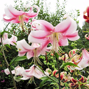  Лилия ОТ гибрид Anastasia (Анастасия)