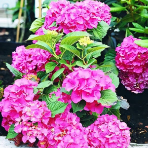 Гортензия крупнолистная Masja (Мася)