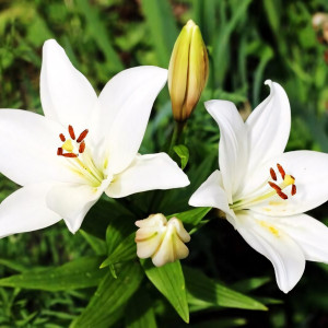  Лилия азиатская Tiny Crystal (Тайни Кристалл)