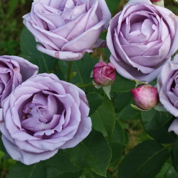 Саженцы Роза плетистая Индиголетта