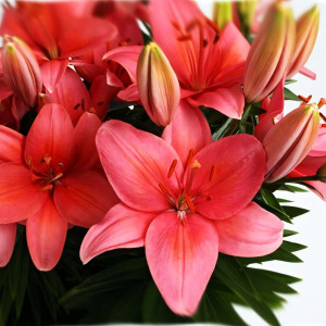  Лилия азиатская Tiny Toons (Тайни Тунс)