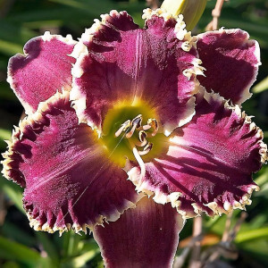 Саженцы Лилейник Sp. Sharp Tooth (Сп. Шарм Тус)