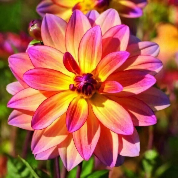 Саженцы Георгина декоративная низкорослая Pacific Ocean (Пасифик Оушн)