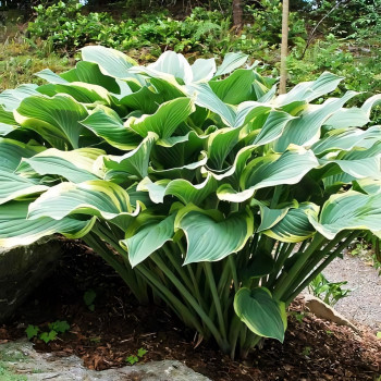 Саженцы Хоста Regal Splendor (Регал Сплендор) XL