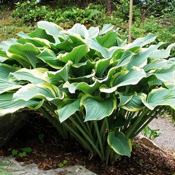 Саженцы Хоста Regal Splendor (Регал Сплендор) XL