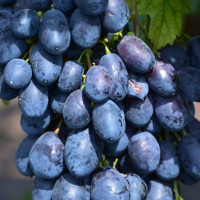 Саженцы Виноград кишмиш Блэк Эмеральд