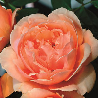 Саженцы Роза парковая Николь Миулан