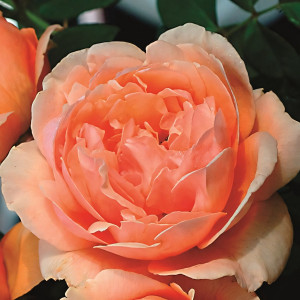 Саженцы Роза парковая Николь Миулан