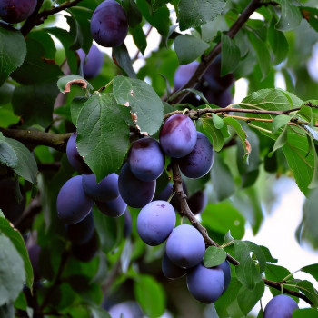 Саженцы Слива Президент