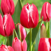 Луковицы Тюльпан многоцветковый Драгон Кинг (в упаковке - 3шт.)