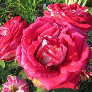 Саженцы Роза чайно-гибридная Люксор