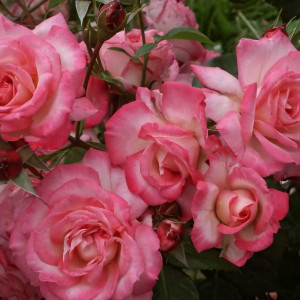 Саженцы Роза плетистая Арлекин