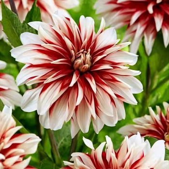 Саженцы Георгина декоративная Catching Fire (Катчинг Файр)