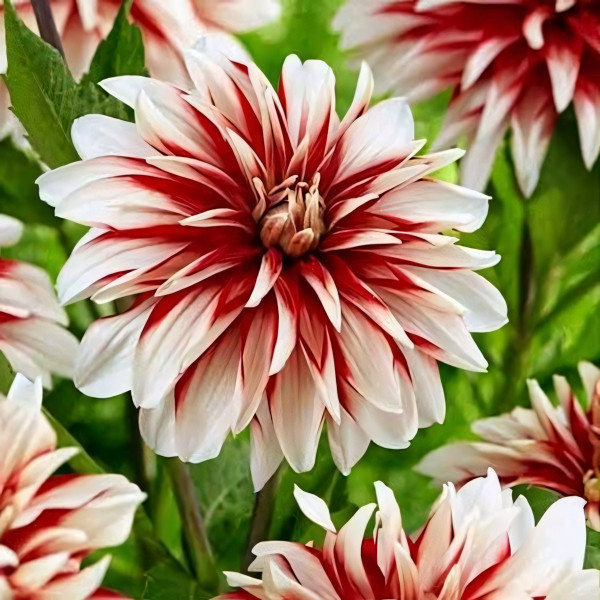 Саженцы Георгина декоративная Catching Fire (Катчинг Файр)