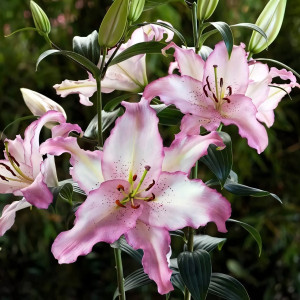  Лилия восточная Brasilia (Бразилия)