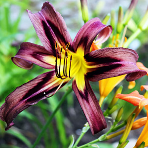 Саженцы Лилейник Black Arrowhead (Блэк Эраухед)