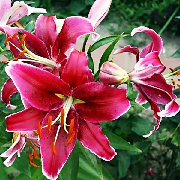 Луковицы  Лилия восточная Kissproof (Кисспруф) (3шт.)