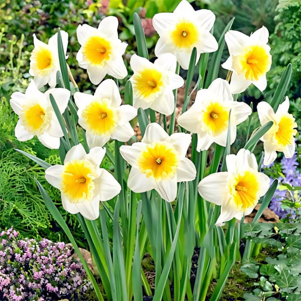 Луковицы Нарцисс крупноцветковый Слим Витман (в упаковке - 3шт.)