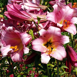  Лилия трубчатая Pink Perfection (Пинк Перфекшн)