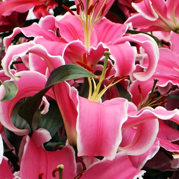 Луковицы  Лилия восточная Marlon (Марлон) (3шт.)