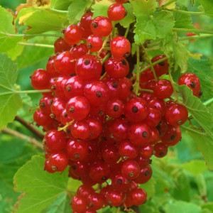 Саженцы Смородина красная Императорская