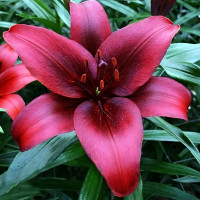 Луковицы  Лилия азиатская Black Jack (Блэк Джек) (3шт.)