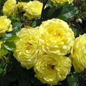 Саженцы Роза флорибунда Анни Дюпрей