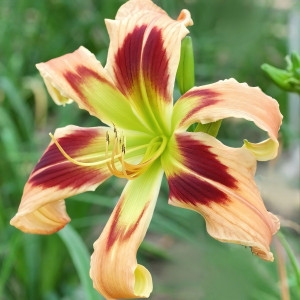 Саженцы Лилейник Вайлд энд Вандефул (Уайт Темптейшн)