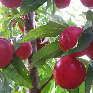 Саженцы Нектарин Кримсон Голд
