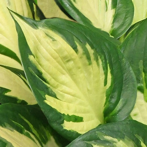 Саженцы Хоста Morning Star (Монинг Стар) М