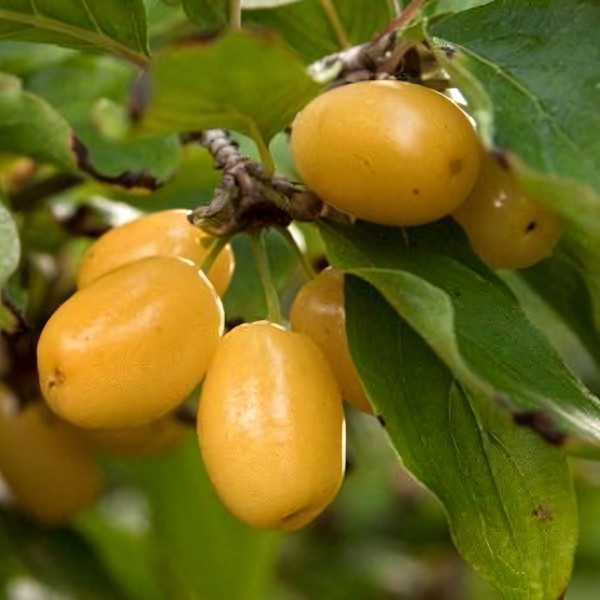 Саженцы Кизил Янтарный