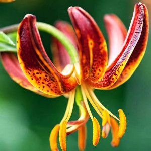  Лилия Arabian Knight (Арабиан Найт)