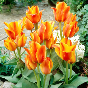 Тюльпан Грейга Компостела (в упаковке - 3шт.)