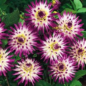 Саженцы Георгина кактусовая Veritable (Веритабль)