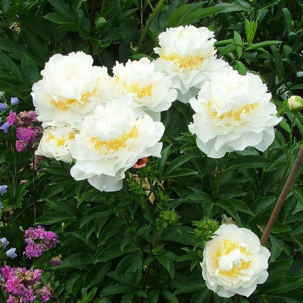 Саженцы Пион Cheddar Surprise (Чеддер Сюрпрайз)