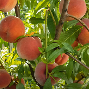 Саженцы Персик Даймонд Принцесс