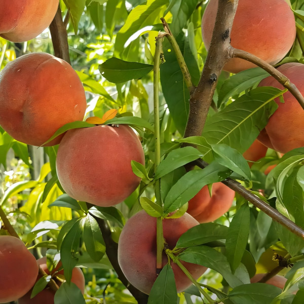 Саженцы Персик Даймонд Принцесс