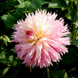 Саженцы Георгина бахромчатая Nadia Ruth (Надя Рут)