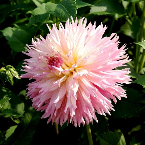 Саженцы Георгина бахромчатая Nadia Ruth (Надя Рут)